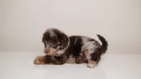 Luella , a female Poodle - Miniature  for sale in San Jose, CA – 3 of 5