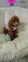 Bella, a female Poodle - Toy  for sale in San Jose, CA – 1 of 4