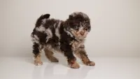 Luella , a female Poodle - Miniature  for sale in San Jose, CA – 4 of 5