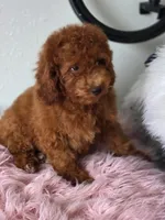 Teddy, a male Poodle - Toy  for sale in San Jose, CA – 3 of 3