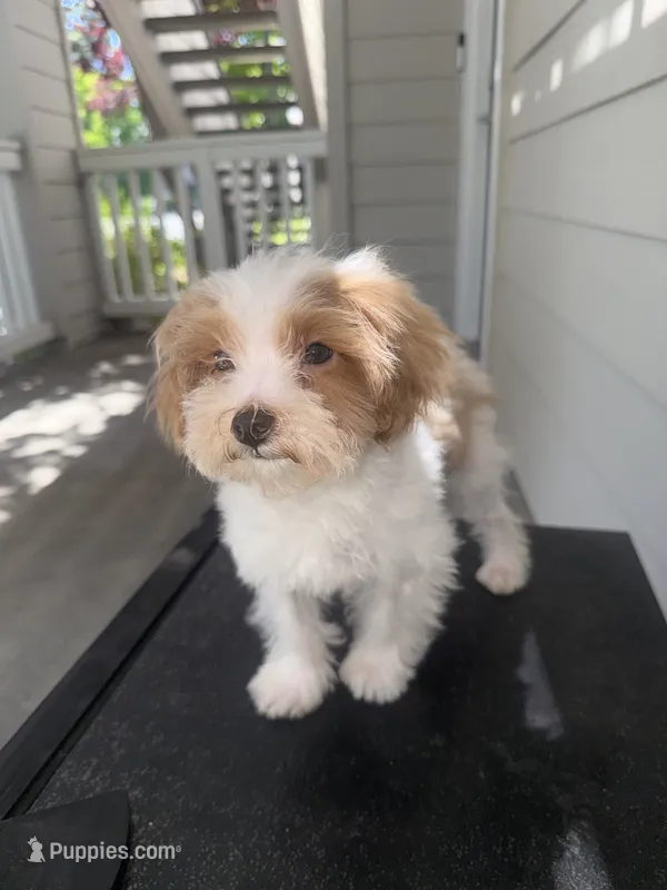American Pie – Maltipoo puppy for sale in San Jose, CA