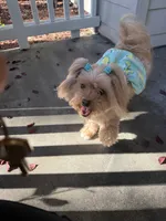 Coco, a female Maltipoo for sale in San Jose, CA – 2 of 3