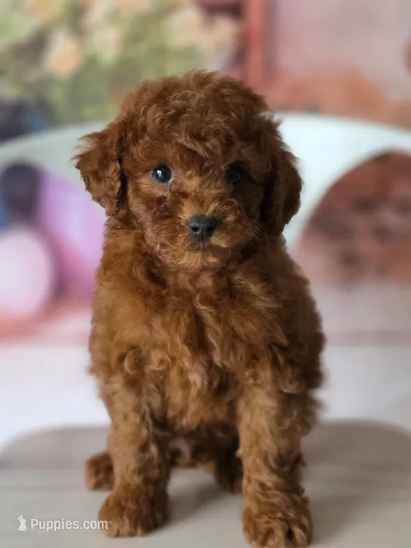 Teddy – Poodle - Toy  puppy for sale in San Jose, CA