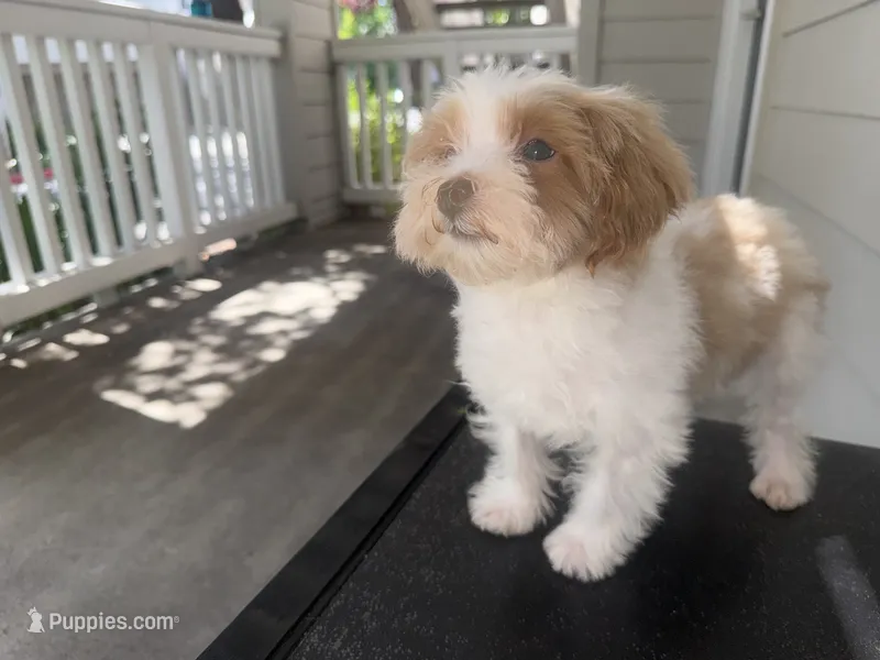 American Pie – Maltipoo puppy for sale in San Jose, CA
