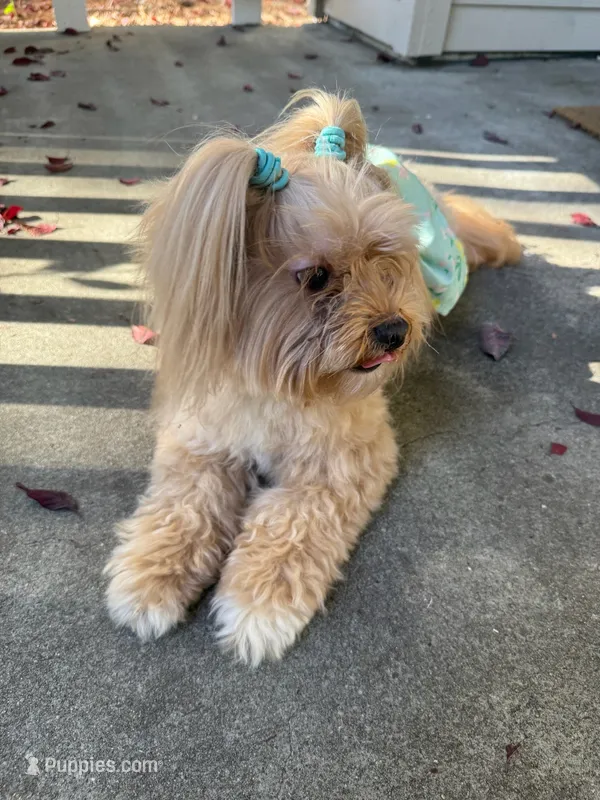 Coco – Maltipoo puppy for sale in San Jose, CA