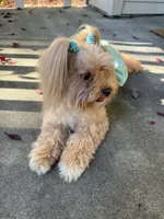 Coco, a female Maltipoo for sale in San Jose, CA – 1 of 3