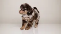 Luella , a female Poodle - Miniature  for sale in San Jose, CA – 5 of 5