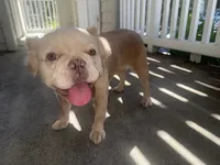 Pearl, a female French Bulldog for sale in San Jose, CA – 6 of 6