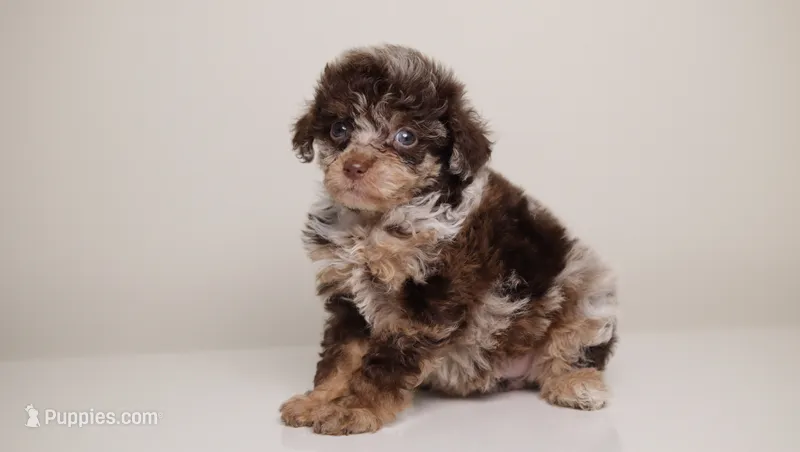 Luella  – Poodle - Miniature  puppy for sale in San Jose, CA
