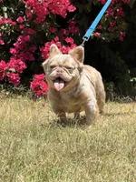 Bella, a female French Bulldog for sale in San Jose, CA – 4 of 4