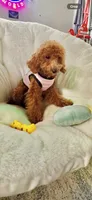 Bella, a female Poodle - Toy  for sale in San Jose, CA – 2 of 4