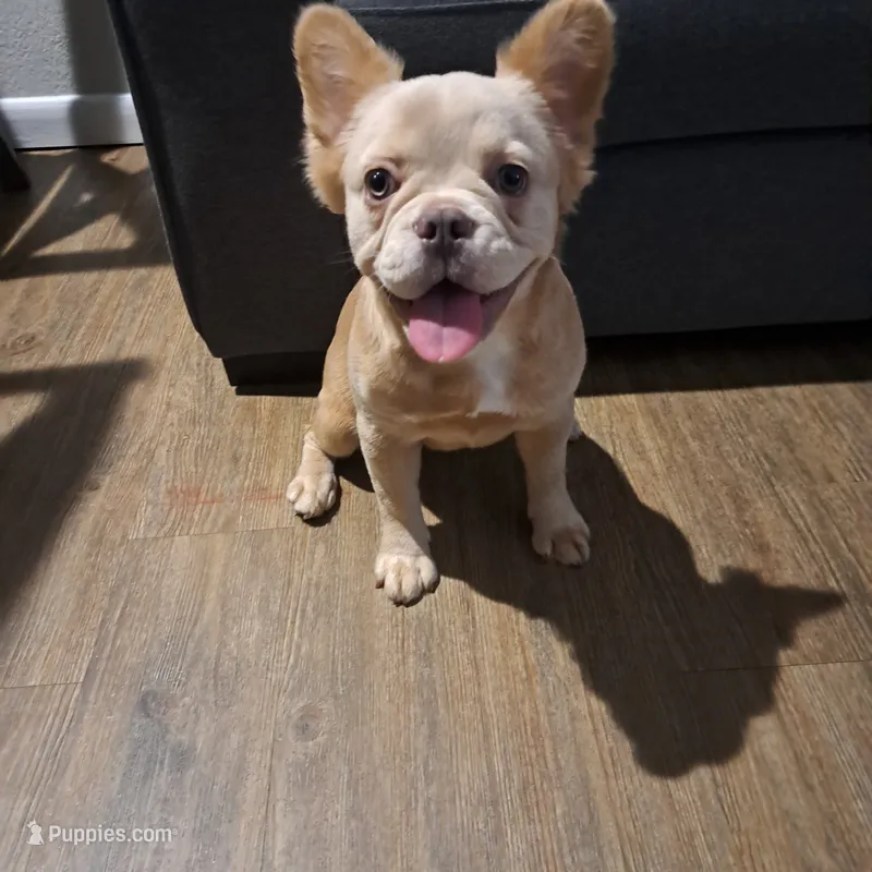 Pearl – French Bulldog puppy for sale in San Jose, CA