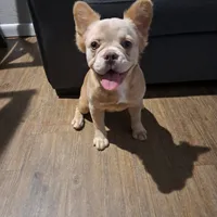 Pearl, a female French Bulldog for sale in San Jose, CA – 1 of 6