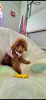 Bella , a female Poodle - Toy  for sale in San Jose, CA – 3 of 4