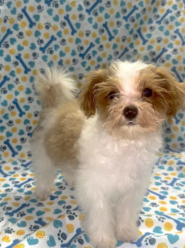 American Pie – Maltipoo puppy for sale in San Jose, CA
