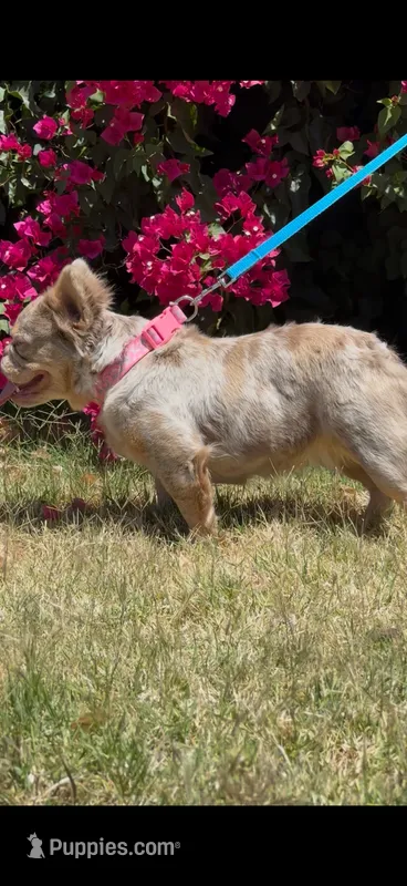 Bella – French Bulldog puppy for sale in San Jose, CA