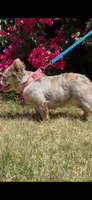 Bella, a female French Bulldog for sale in San Jose, CA – 1 of 4