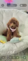 Bella , a female Poodle - Toy  for sale in San Jose, CA – 4 of 4