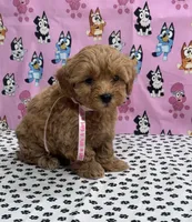 Mocha, a female Maltipoo for sale in San Jose, CA – Photo 3 of 3