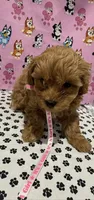 Mocha, a female Maltipoo for sale in San Jose, CA – Photo 2 of 3