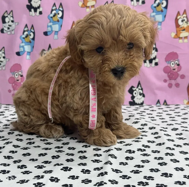 Mocha, a female Maltipoo for sale in San Jose, CA – Photo 1 of 3