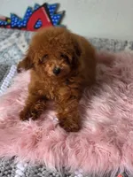 Teddy, a male Poodle - Toy  for sale in San Jose, CA – 2 of 3