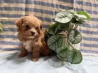 Teddy, a male Maltipoo for sale in San Jose, CA – Photo 1 of 3