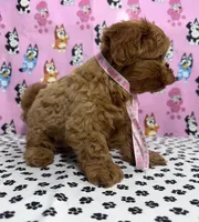 Buttercup toy teacup Maltipoo, a female Maltipoo for sale in San Jose, CA – Photo 3 of 4