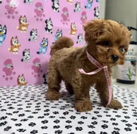 Buttercup toy teacup Maltipoo, a female Maltipoo for sale in San Jose, CA – Photo 2 of 4