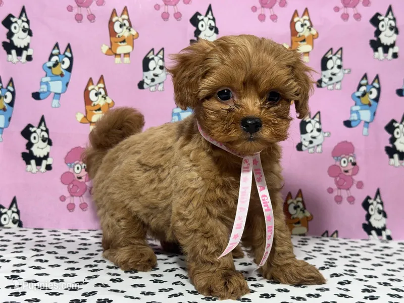 Buttercup toy teacup Maltipoo, a female Maltipoo for sale in San Jose, CA – Photo 1 of 4
