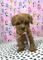 Buttercup toy teacup Maltipoo, a female Maltipoo for sale in San Jose, CA – Photo 4 of 4