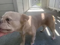 Pearl, a female French Bulldog for sale in San Jose, CA – 5 of 6