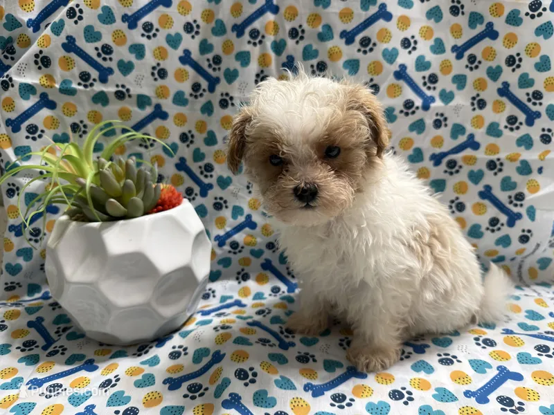 American Pie – Maltipoo puppy for sale in San Jose, CA