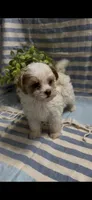 American Pie, a male Maltipoo for sale in San Jose, CA – Photo 3 of 5