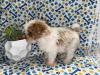 American Pie, a male Maltipoo for sale in San Jose, CA – Photo 2 of 5