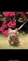 Bella, a female French Bulldog for sale in San Jose, CA – 3 of 4