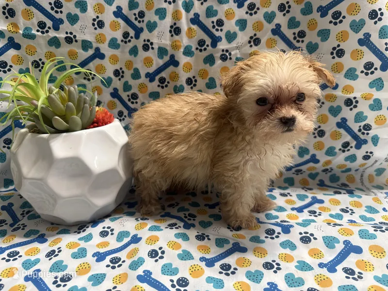Goldy, a female Maltipoo for sale in San Jose, CA – Photo 1 of 4