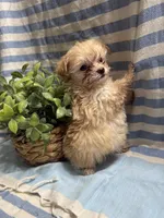 Goldy, a female Maltipoo for sale in San Jose, CA – Photo 2 of 4