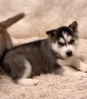 Husky , a male Siberian Husky for sale in Merchantville, NJ – Photo 2 of 2