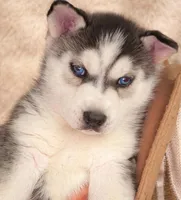 Husky , a male Siberian Husky for sale in Merchantville, NJ – Photo 1 of 2