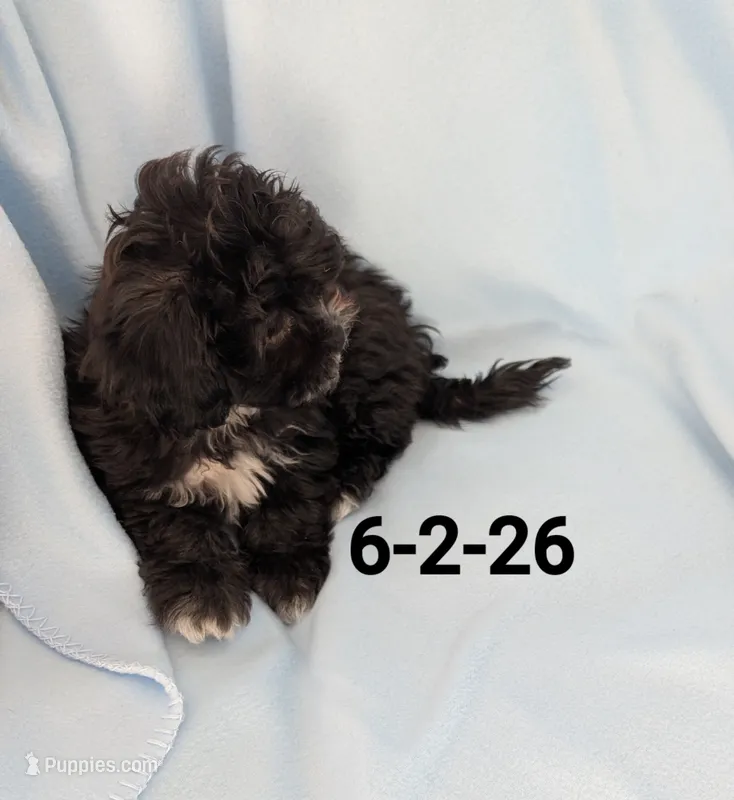 Tux – Shihpoo puppy for sale in Pahrump, NV