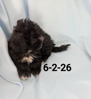Tux, a male Shihpoo for sale in Pahrump, NV – 1 of 2