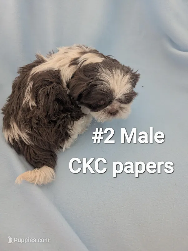 #2 Male – Shih Tzu puppy for sale in Pahrump, NV
