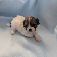 Boy 2, a male Shihpoo for sale in Pahrump, NV – Photo 2 of 2