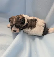 Boy 2, a male Shihpoo for sale in Pahrump, NV – Photo 1 of 2