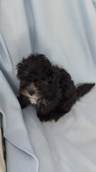 Tux, a male Shihpoo for sale in Pahrump, NV – 2 of 2