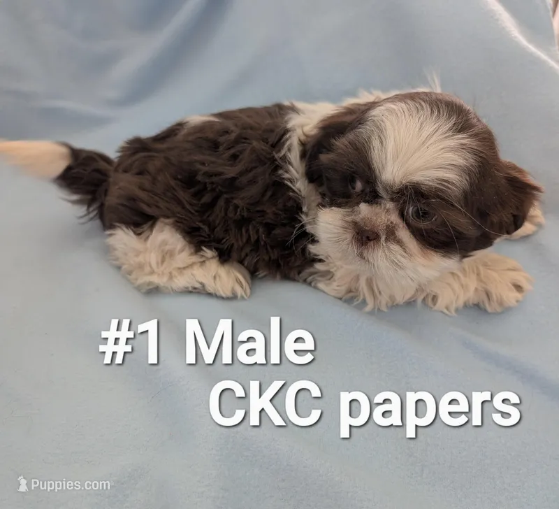# 1 Male – Shih Tzu puppy for sale in Pahrump, NV