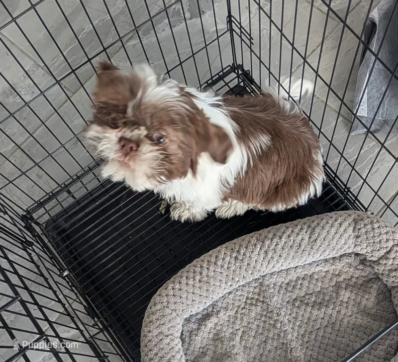 #2 Male – Shih Tzu puppy for sale in Pahrump, NV