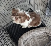 #2 Male, a male Shih Tzu for sale in Pahrump, NV – 1 of 1