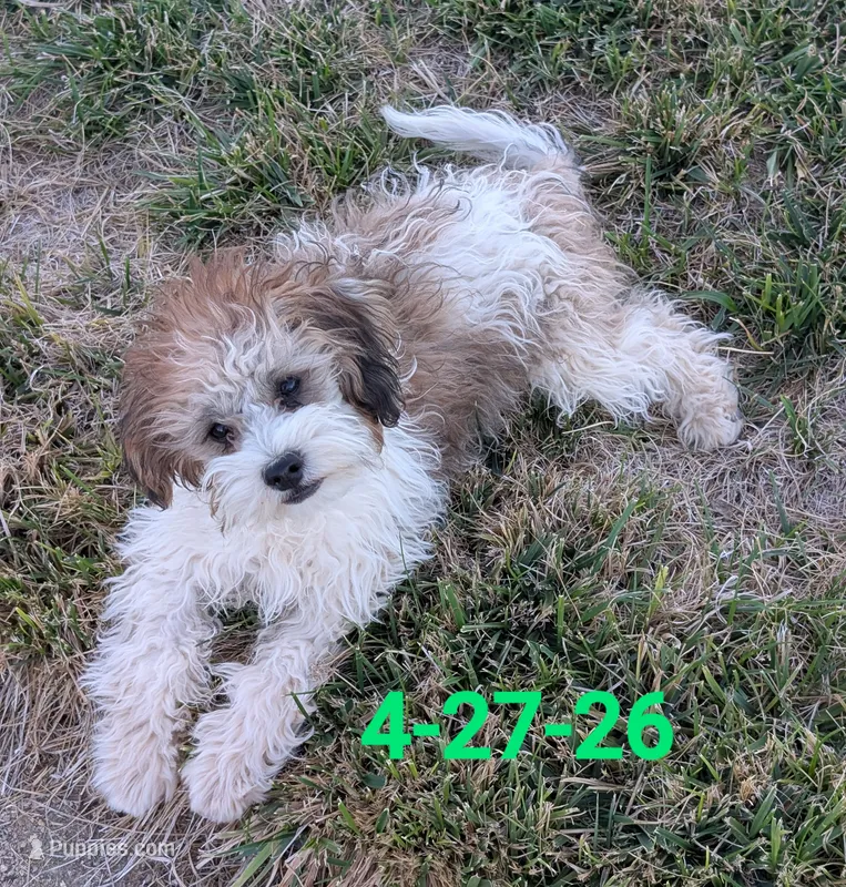 Teddy 1 – Shihpoo puppy for sale in Pahrump, NV